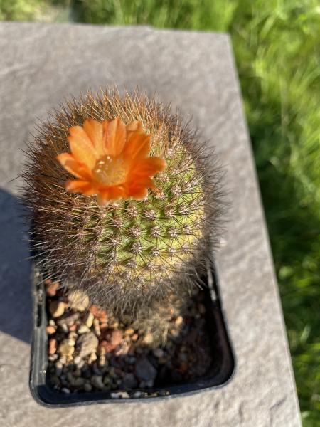 Parodia spec. orange